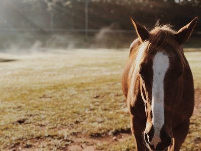 Happy Endings At Storybook Farm