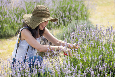 Love Thy Farmer: Hill Country Lavender