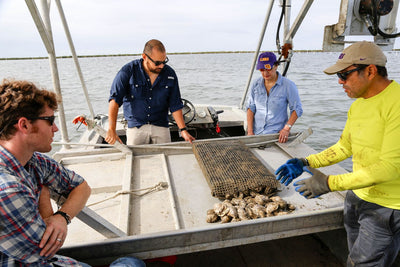 The New Louisiana Oyster