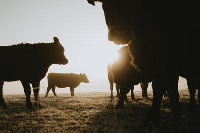 Raising the Steaks