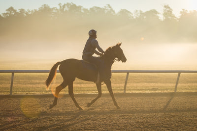 The Popularity of Polo