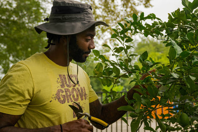 Big City Gardener