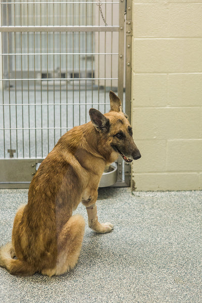 About the Humane Society of Memphis and Shelby County