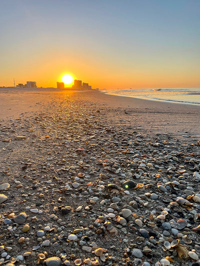 6 Types of Shells to be Found on the Alabama Gulf Coast