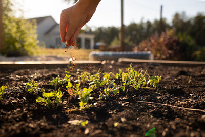 To Grow a Winter Garden